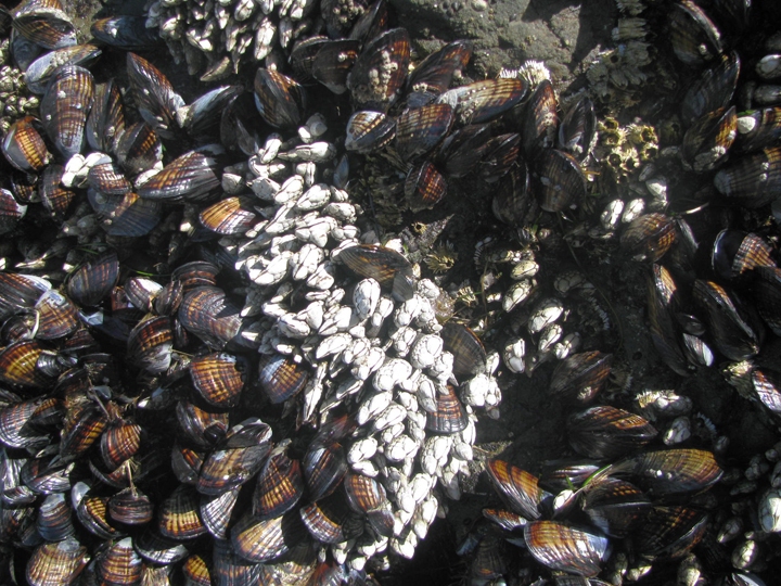 a mass of mussels and barnacles
